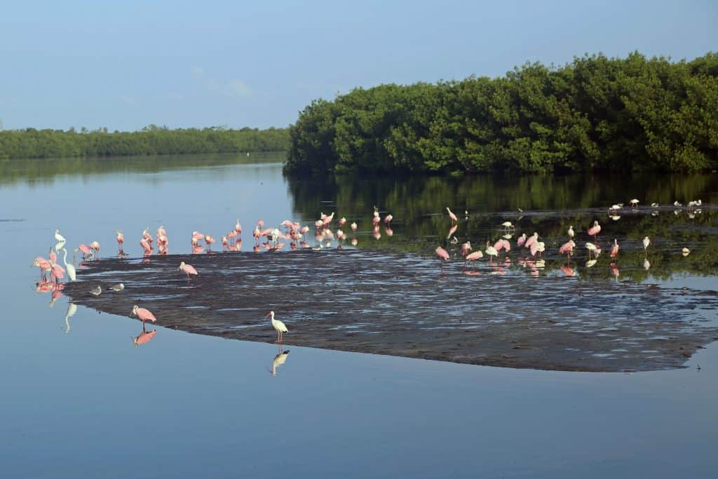 Cruising to America’s National Parks- Caribbean Ports of Call. Start planning a Caribbean Cruise while also visiting some of America's best National Parks including Everglades National Park, Dry Tortugas National Park, Biscayne National Park, Canaveral National Seashore and many more #caribbeantravel #cruisetravel #nationalparks #floridanationalparks