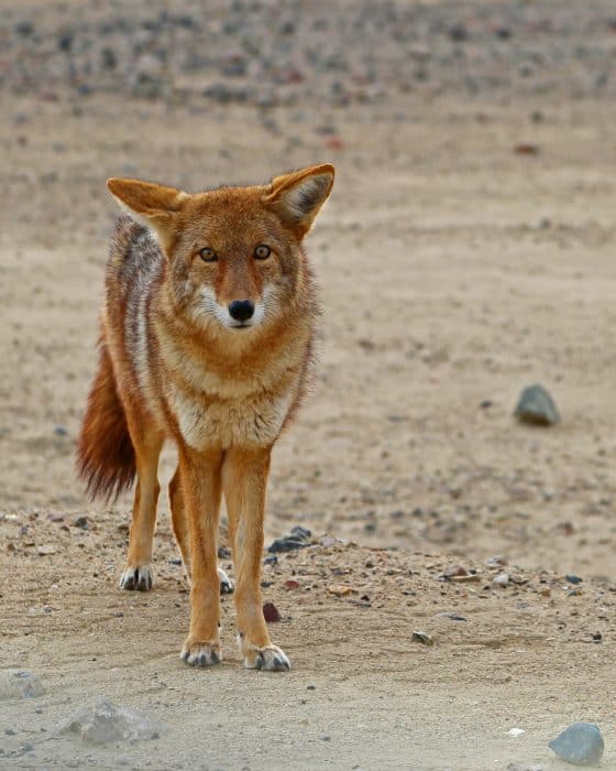 Death Valley National Park Travel Tips