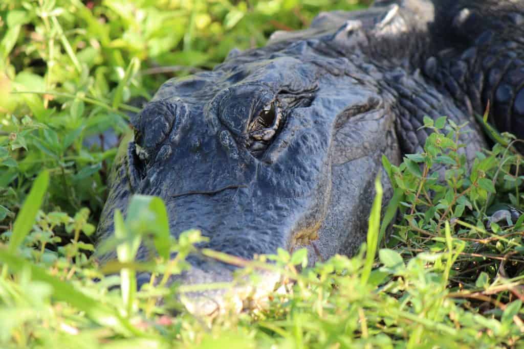 Everglades National Park