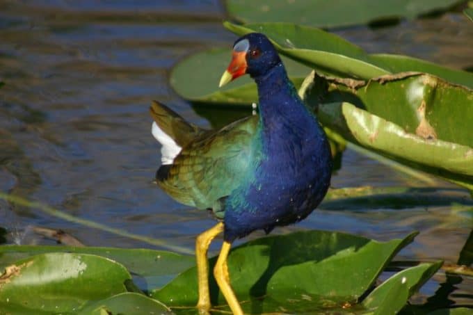 Purple Galinule, Everglades National Park, Florida