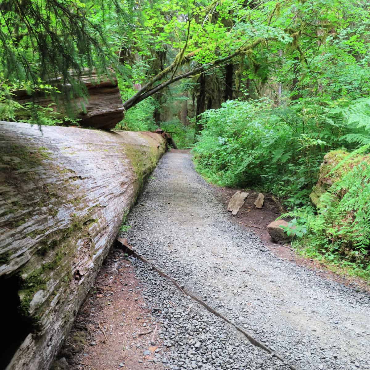 Hall of Mosses Trail Olympic National Park