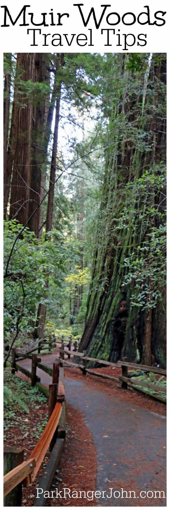 Muir Woods National Monument Travel Tips for an epic park just North of San Francisco, California. Check out these travel tips for information on hiking, photography, what it costs, shuttle service & parking plus much more! #muirwoods #muirwoodsnationalmonument #sanfrancisco #california