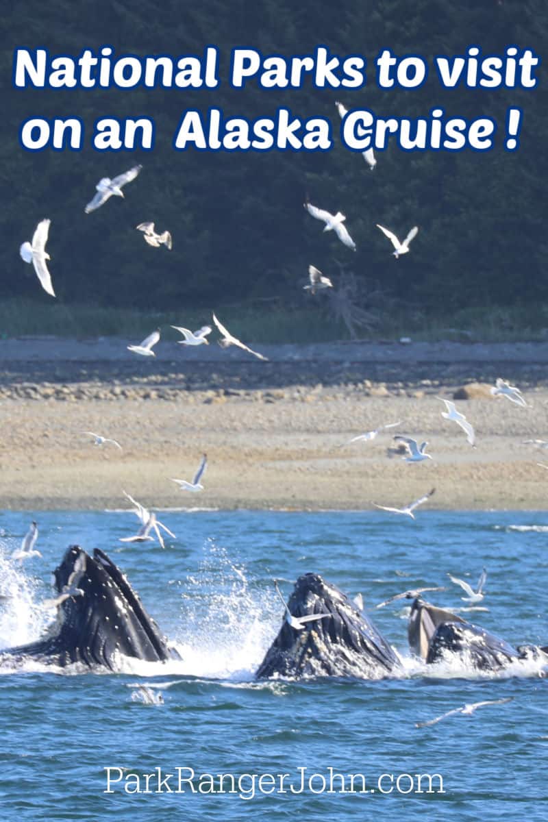 Humpback whales bubble net feeding in Juneau Alaska with text reading "National Parks to visit on an Alaska Cruise"