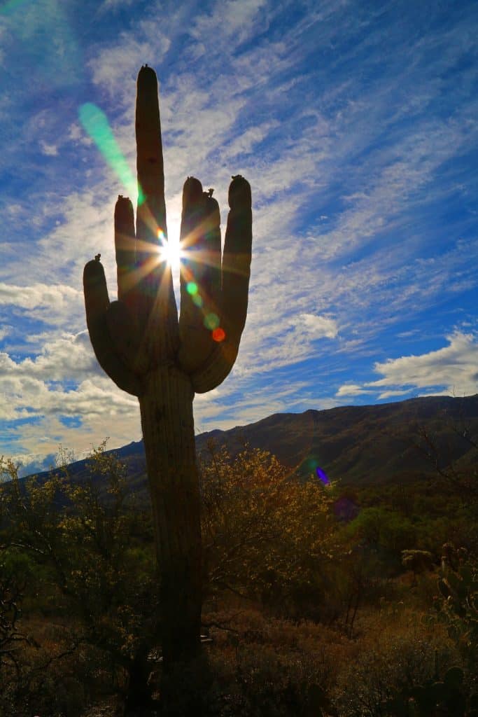 Saguaro National Park travel guide