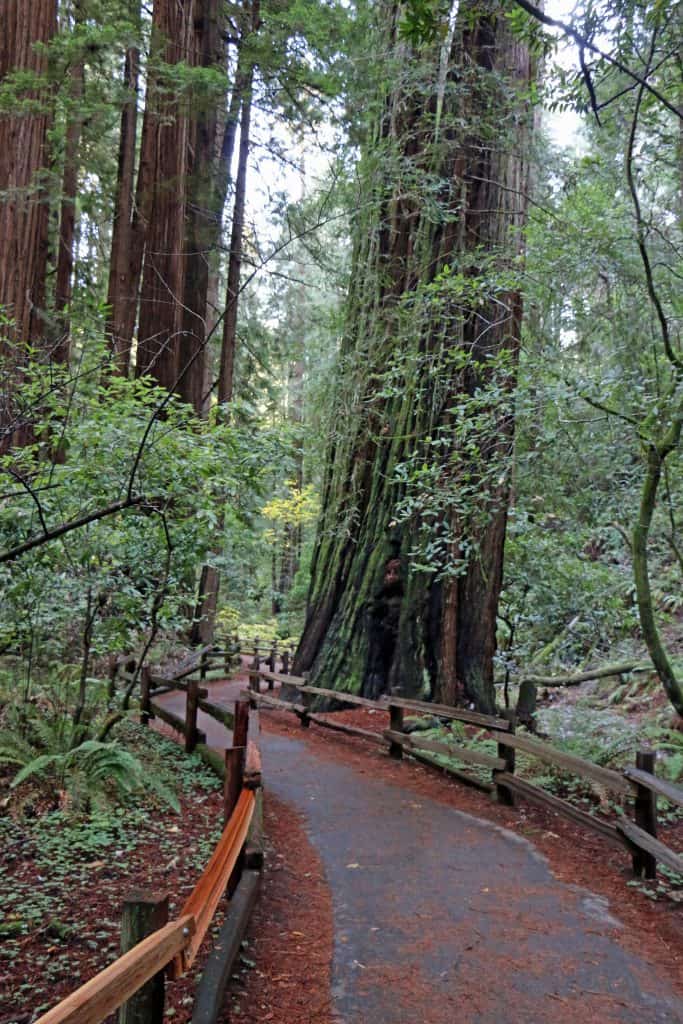 Muir Woods National Monument Travel Tips for an epic park just North of San Francisco, California. Check out these travel tips for information on hiking, photography, what it costs, shuttle service & parking plus much more! #muirwoods #muirwoodsnationalmonument #sanfrancisco #california