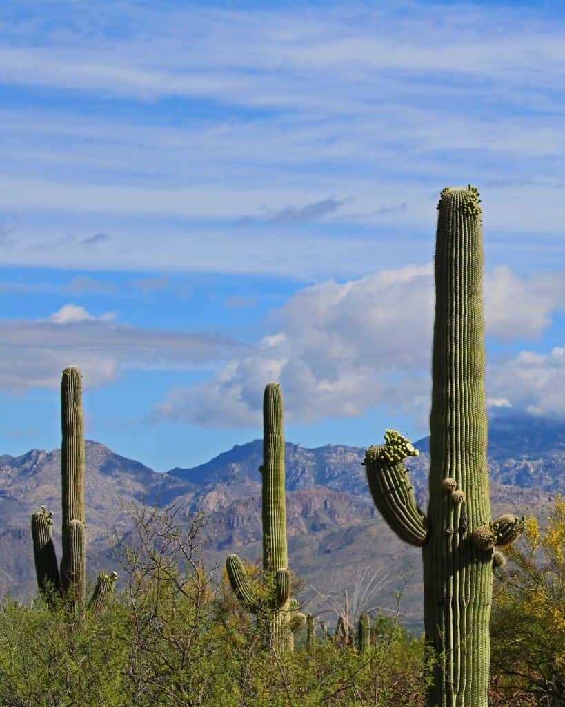 Saguaro National Park Travel Guide | Park Ranger John