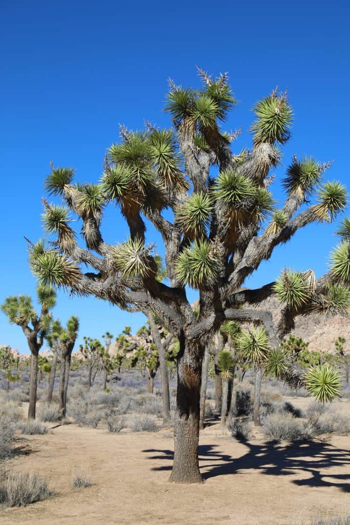 Top 10 Things to do in Joshua Tree National Park just outside Palm Springs California including photography, hiking, climbing, tips, Hidden Valley, Cholla Cactus Garden and climbing! 