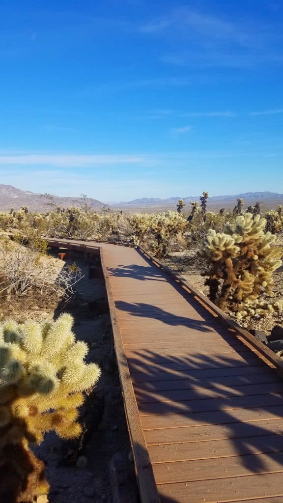 Top 10 Things to do in Joshua Tree National Park just outside Palm Springs California including photography, hiking, climbing, tips, Hidden Valley, Cholla Cactus Garden and climbing! 