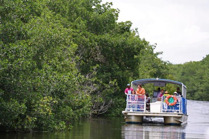 everglades boat tours flamingo