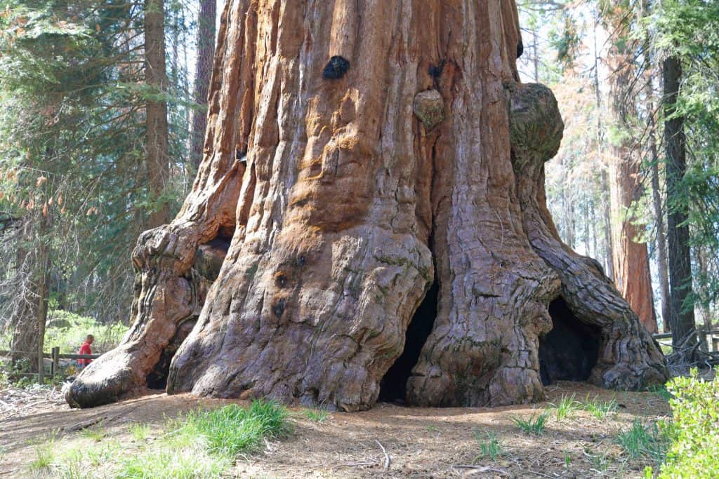 Kings Canyon National Park in California has massive Sequoia Trees, the Cedar Grove Area, waterfalls and a beautiful scenic drive! Use this travel guide to plan your bucket list adventure including hikes and walks. 