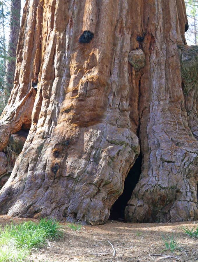 Kings Canyon National Park in California has massive Sequoia Trees, the Cedar Grove Area, waterfalls and a beautiful scenic drive! Use this travel guide to plan your bucket list adventure including hikes and walks.