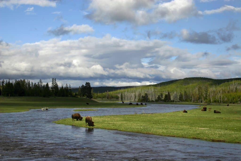 bison in the River, Yellowstone National Park