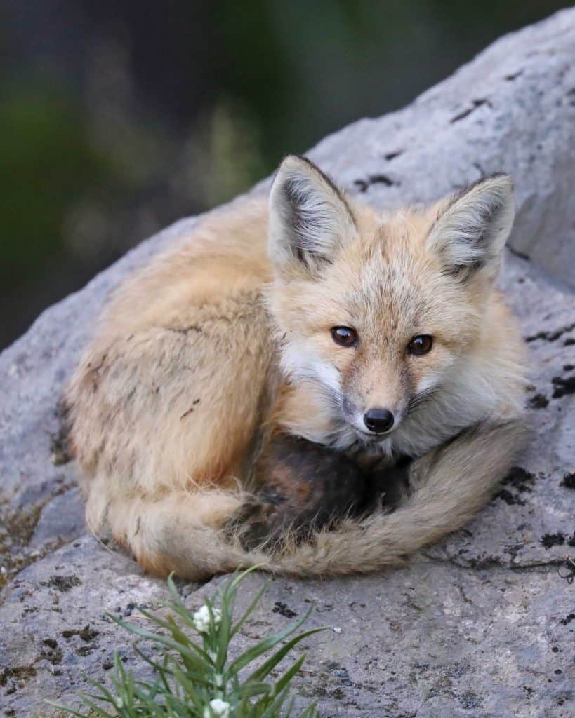 things to do at Mount Rainier National Park in Washington. This park is close to Seattle and makes a great bucket list road trip destination for those living in the Pacific Northwest. Activities include Hiking, visiting Reflection Lakes, Visit the Historic Paradise and Longmire Areas, lodging and camping. 