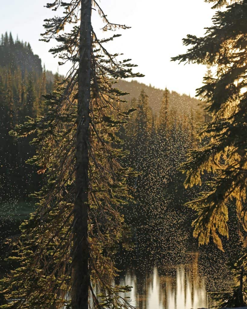 things to do at Mount Rainier National Park in Washington. This park is close to Seattle and makes a great bucket list road trip destination for those living in the Pacific Northwest. Activities include Hiking, visiting Reflection Lakes, Visit the Historic Paradise and Longmire Areas, lodging and camping. 