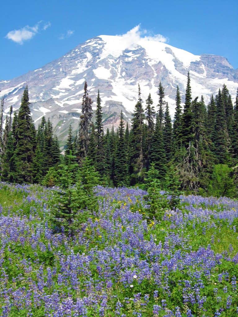 things to do at Mount Rainier National Park in Washington. This park is close to Seattle and makes a great bucket list road trip destination for those living in the Pacific Northwest. Activities include Hiking, visiting Reflection Lakes, Visit the Historic Paradise and Longmire Areas, lodging and camping. 