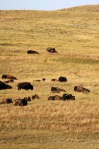 Top Things to do in Theodore Roosevelt National Park | Park Ranger John