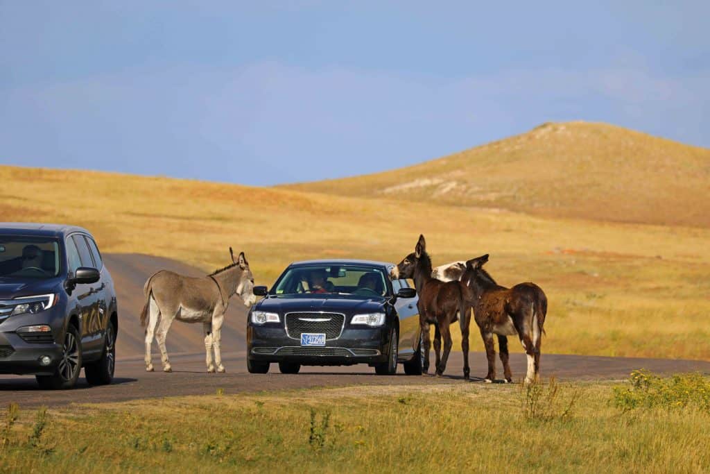 Things to do Custer State Park in South Dakota include hiking, exploring Sylvan Lake, camping, staying in a cabin or one of the several park lodges, taking the wildlife loop and driving the needles highway #custerstatepark #needleshighway #custer #sylvanlake