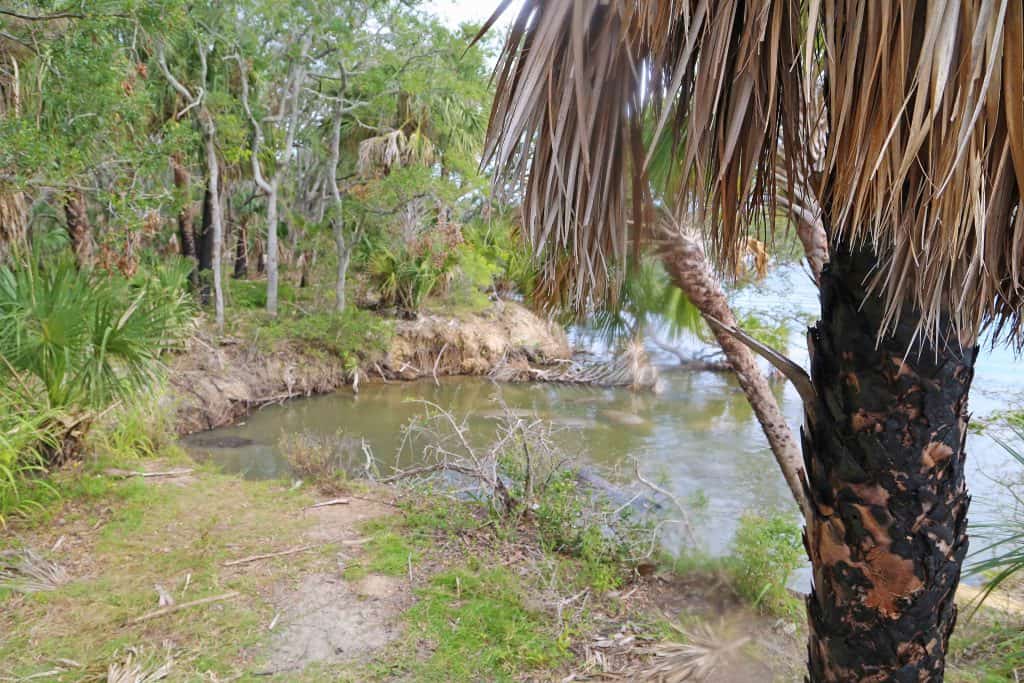 Explore Canaveral National Seashore and Meritt Island National Wildlife Refuge with beautiful beaches, epic sunrises, incredible wildlife viewing and much more! #canaveral #beaches #florida #nationalseashore