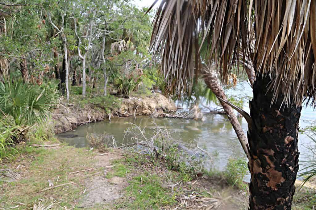 Manatees in Merritt Island NWR