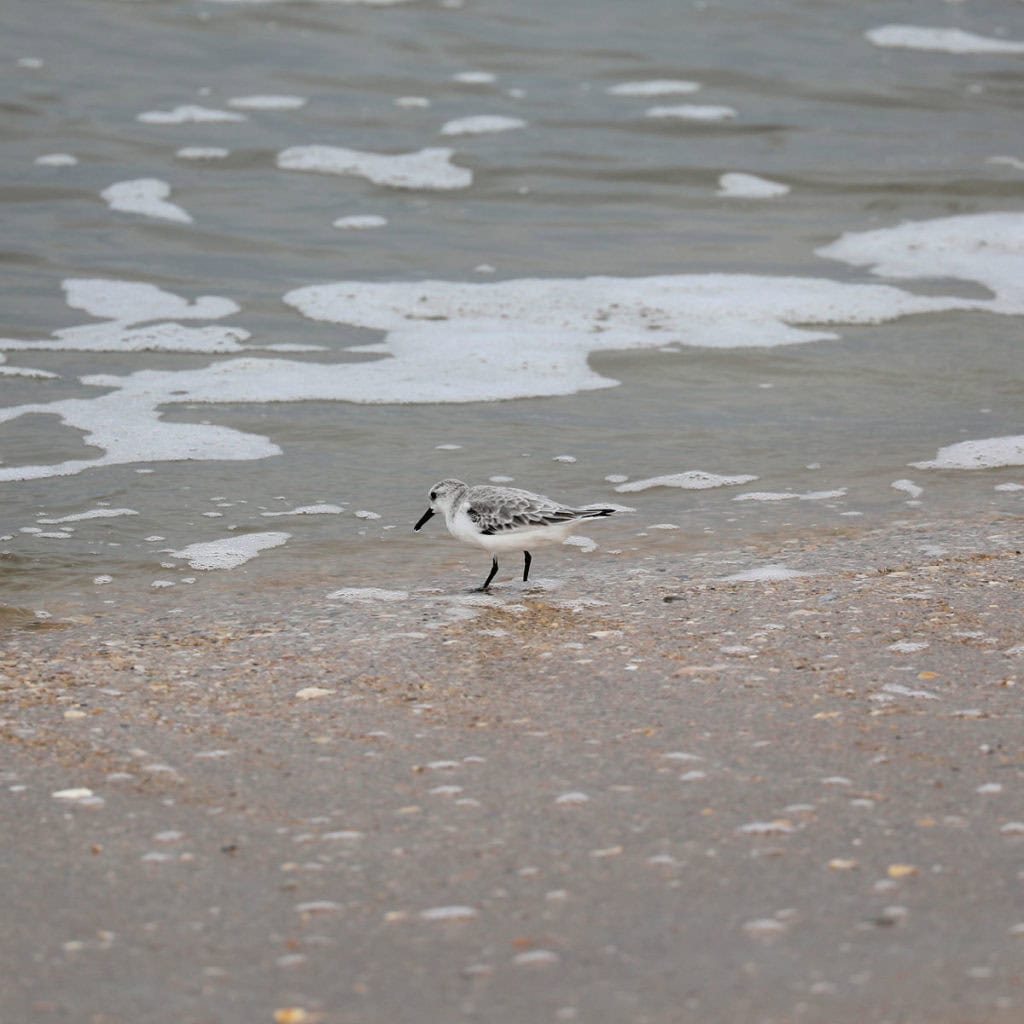 Sanderling at Canaveral National Seashore