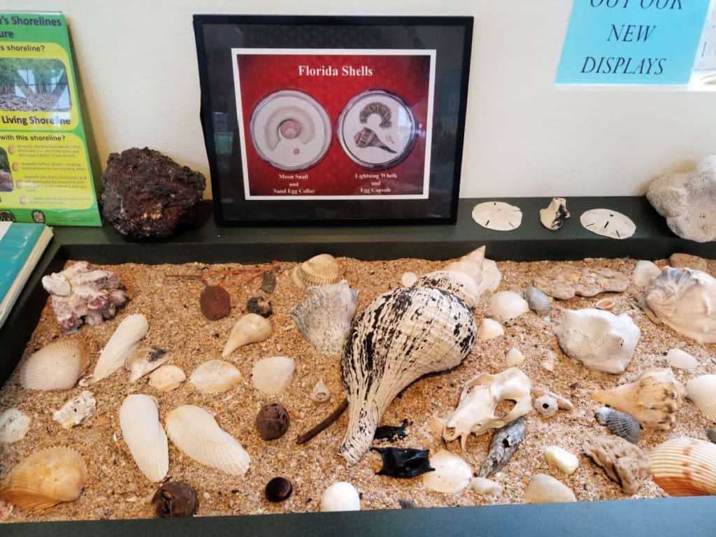 Shell display at Apollo Beach Visitor Center