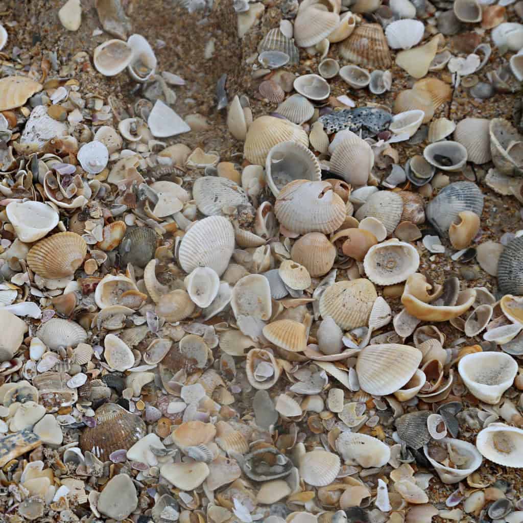 Shells on Apollo Beach in Canaveral National Seashore