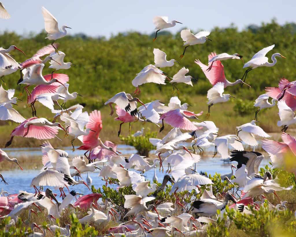 Explore Canaveral National Seashore and Meritt Island National Wildlife Refuge with beautiful beaches, epic sunrises, incredible wildlife viewing and much more! #canaveral #beaches #florida #nationalseashore