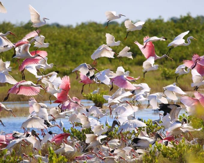 Roseatte Spoonbills taking flight in a large group at Canaveral National Seashore 