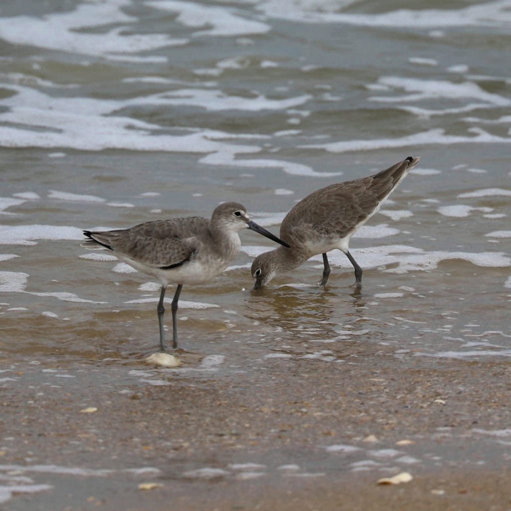 Willets at Canaveral National Seashore