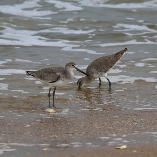 Willets at Canaveral National Seashore