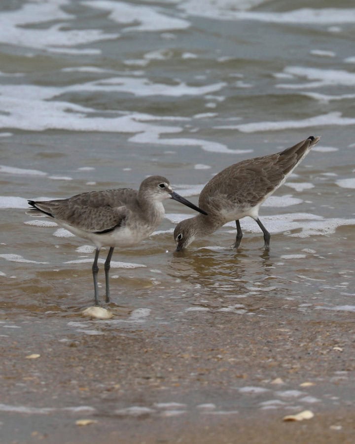 Willets at Canaveral National Seashore