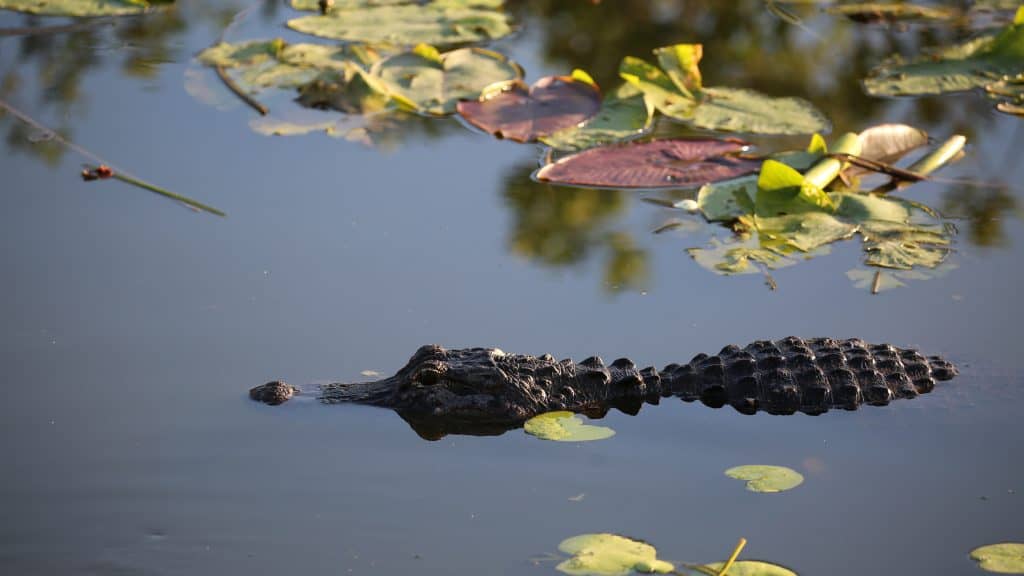 Explore Canaveral National Seashore and Meritt Island National Wildlife Refuge with beautiful beaches, epic sunrises, incredible wildlife viewing and much more! #canaveral #beaches #florida #nationalseashore