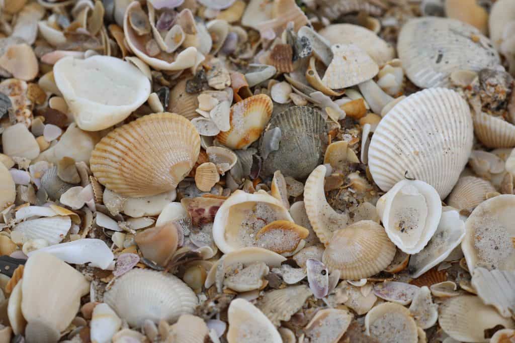 Explore Canaveral National Seashore and Meritt Island National Wildlife Refuge with beautiful beaches, epic sunrises, incredible wildlife viewing and much more! #canaveral #beaches #florida #nationalseashore