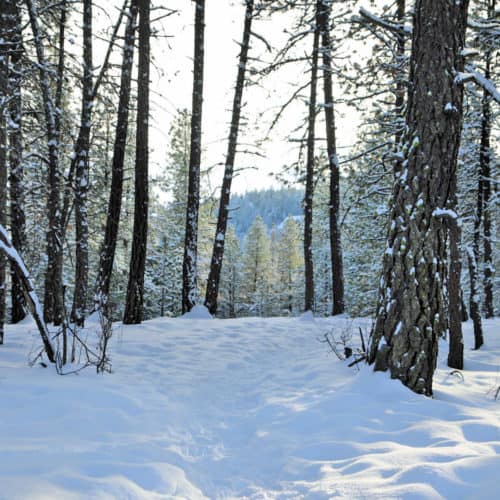 Photo of Snowshoeing trail