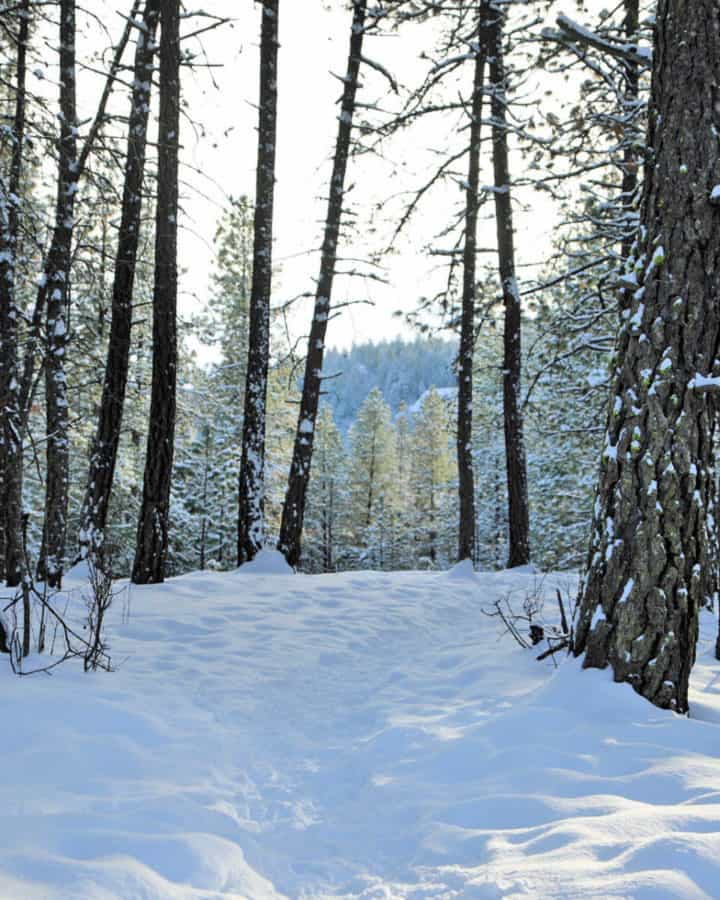 Photo of Snowshoeing trail