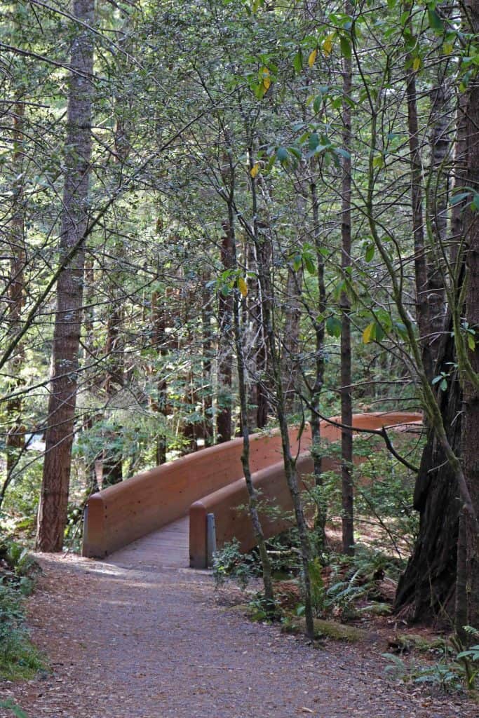 Things to do for your Redwood National Park vacation include road trips, enjoying the beach and taking epic hiking trails getting you up close to Redwood Trees like the Ladybird Johnson Grove hike! #redwood #nationalpark #thingstodo #redwoods #california