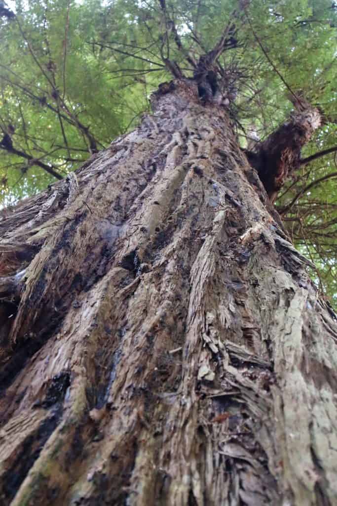 Things to do for your Redwood National Park vacation include road trips, enjoying the beach and taking epic hiking trails getting you up close to Redwood Trees like the Ladybird Johnson Grove hike! #redwood #nationalpark #thingstodo #redwoods #california