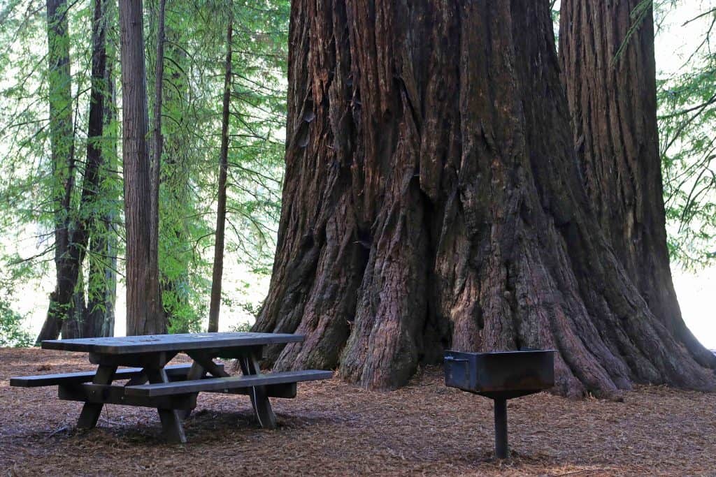 Things to do for your Redwood National Park vacation include road trips, enjoying the beach and taking epic hiking trails getting you up close to Redwood Trees like the Ladybird Johnson Grove hike! #redwood #nationalpark #thingstodo #redwoods #california