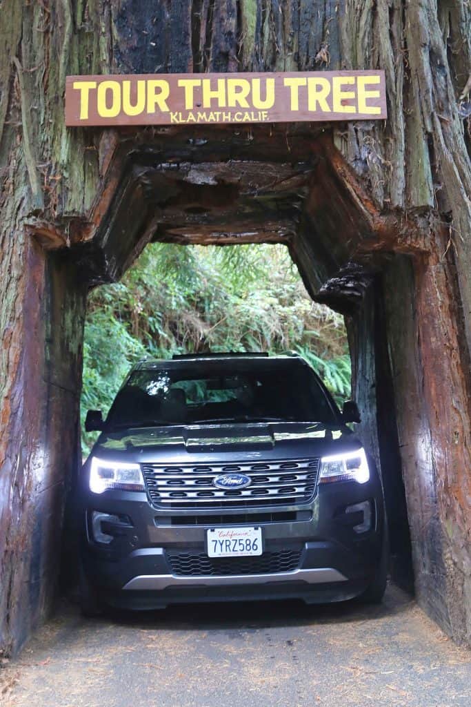 Things to do for your Redwood National Park vacation include road trips, enjoying the beach and taking epic hiking trails getting you up close to Redwood Trees like the Ladybird Johnson Grove hike! #redwood #nationalpark #thingstodo #redwoods #california