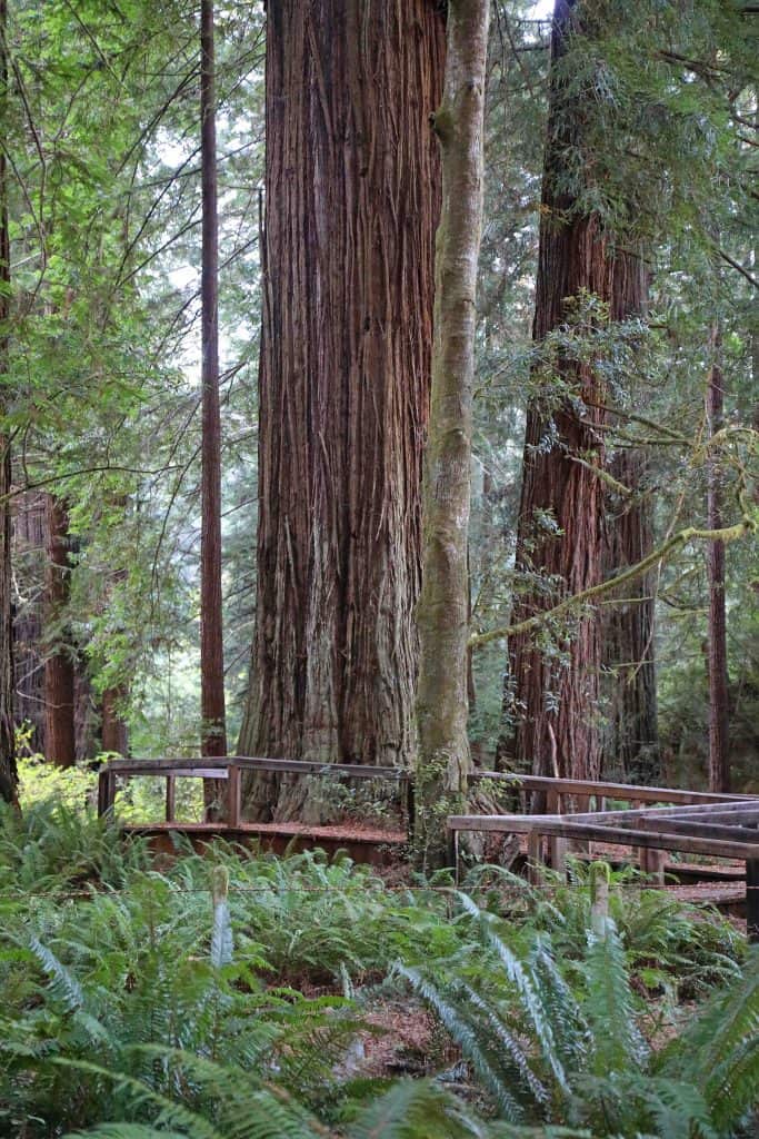 Things to do for your Redwood National Park vacation include road trips, enjoying the beach and taking epic hiking trails getting you up close to Redwood Trees like the Ladybird Johnson Grove hike! #redwood #nationalpark #thingstodo #redwoods #california