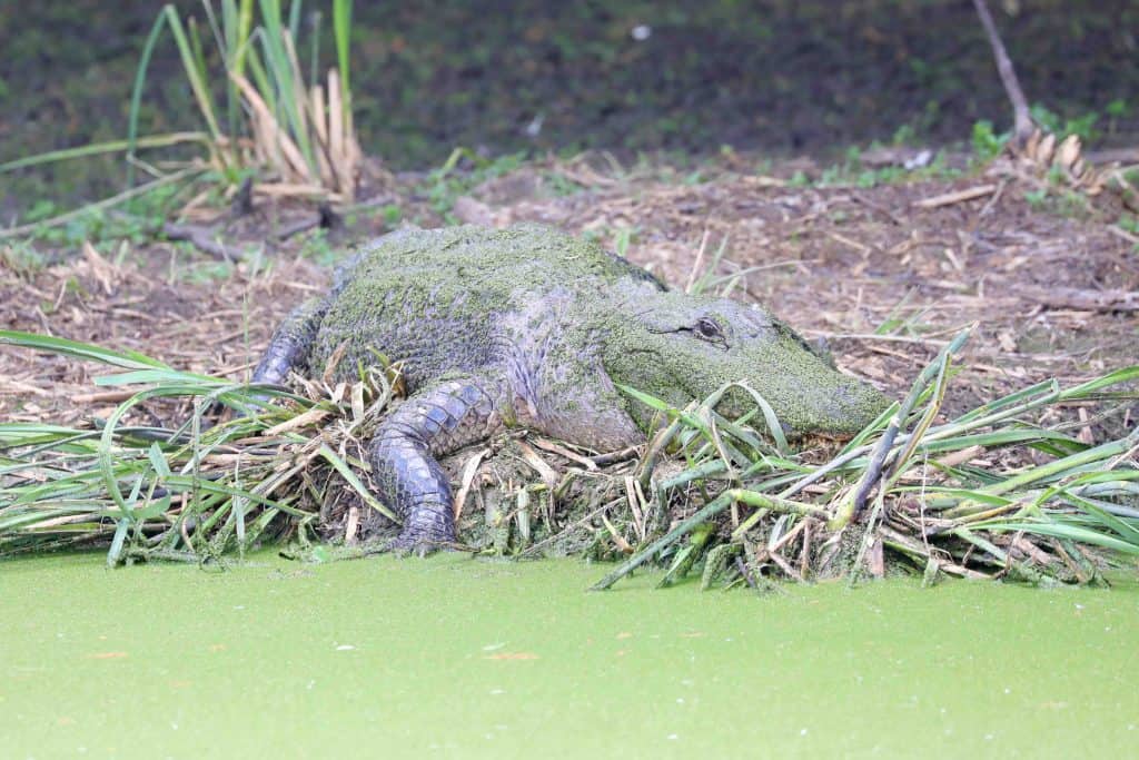 Grosse Savanne Eco-Tours is Southwest Louisiana just South of Lake Charles Louisiana. The Naturalist will take out and give an up-close wildlife adventure! #GrosseSavanne #ecotour #ecotourism wildlifephotography