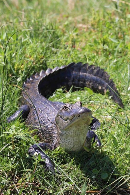 Plan your perfect trip to Cameron Prairie National Wildlife Refuge in Southwest Louisiana with my things to do, travel tips and much more! #cameronprairie #nationalwildliferefuge #creolenaturetrail #wildlifeviewing 