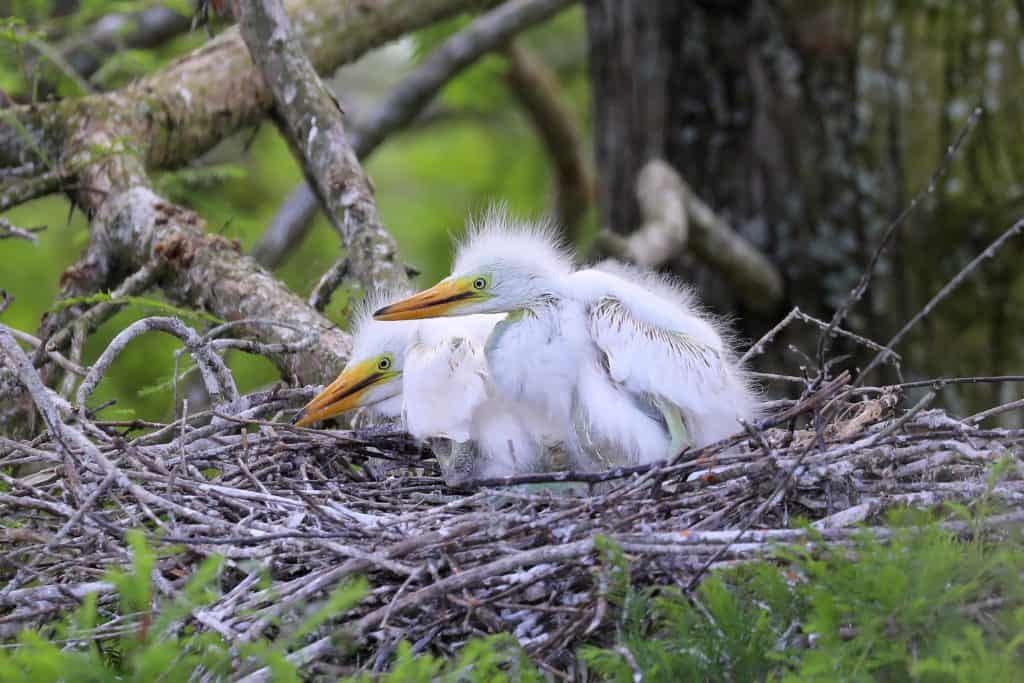 Grosse Savanne Eco-Tours is Southwest Louisiana just South of Lake Charles Louisiana. The Naturalist will take out and give an up-close wildlife adventure! #GrosseSavanne #ecotour #ecotourism wildlifephotography