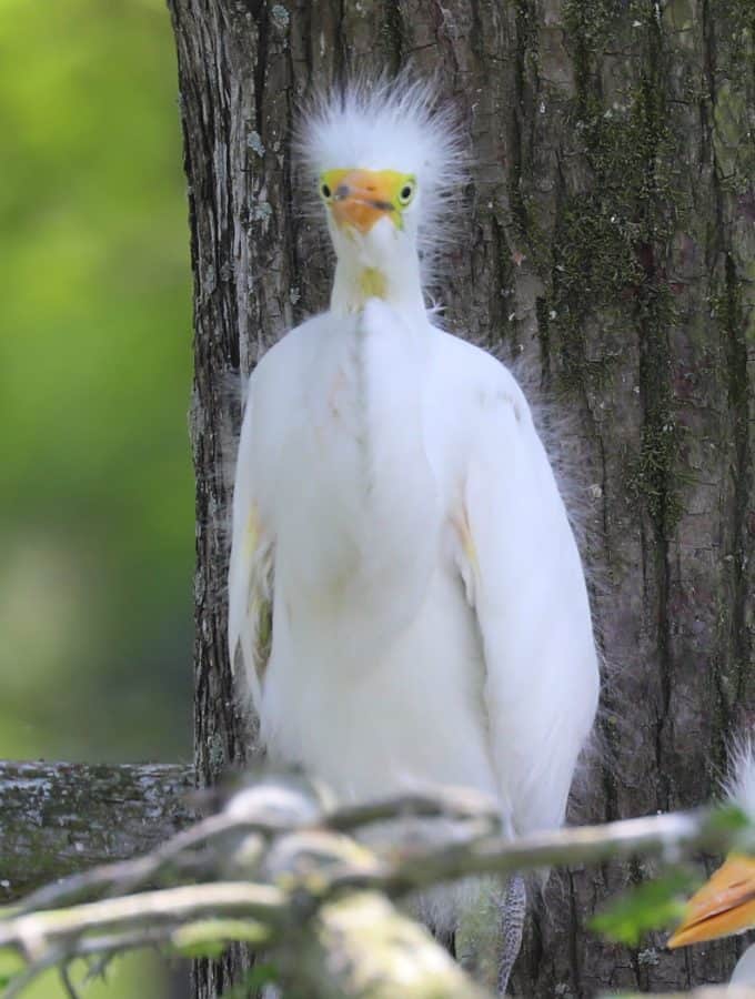 Grosse Savanne Eco-Tours is Southwest Louisiana just South of Lake Charles Louisiana. The Naturalist will take out and give an up-close wildlife adventure! #GrosseSavanne #ecotour #ecotourism wildlifephotography