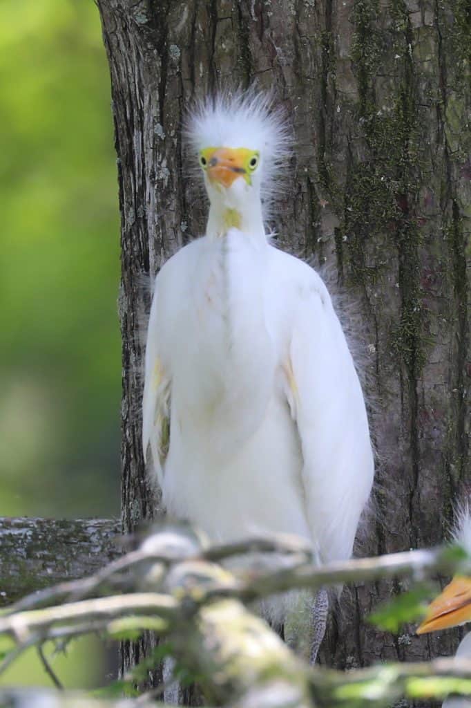 Grosse Savanne Eco-Tours is Southwest Louisiana just South of Lake Charles Louisiana. The Naturalist will take out and give an up-close wildlife adventure! #GrosseSavanne #ecotour #ecotourism wildlifephotography