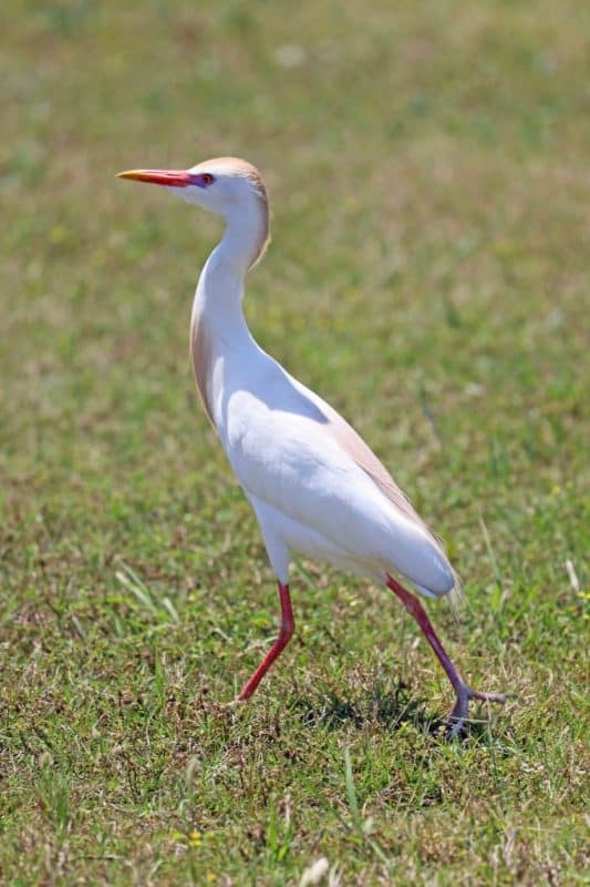 Plan your perfect trip to Cameron Prairie National Wildlife Refuge in Southwest Louisiana with my things to do, travel tips and much more! #cameronprairie #nationalwildliferefuge #creolenaturetrail #wildlifeviewing 