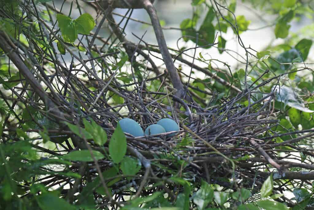 Grosse Savanne Eco-Tours is Southwest Louisiana just South of Lake Charles Louisiana. The Naturalist will take out and give an up-close wildlife adventure! #GrosseSavanne #ecotour #ecotourism wildlifephotography