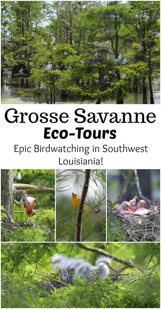 Grosse Savanne Eco-Tours is Southwest Louisiana just South of Lake Charles Louisiana. The Naturalist will take out and give an up-close wildlife adventure! #GrosseSavanne #ecotour #ecotourism wildlifephotography