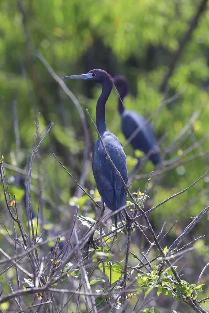 Grosse Savanne Eco-Tours is Southwest Louisiana just South of Lake Charles Louisiana. The Naturalist will take out and give an up-close wildlife adventure! #GrosseSavanne #ecotour #ecotourism wildlifephotography