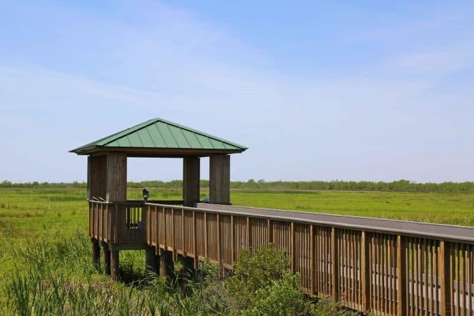 Plan your perfect trip to Cameron Prairie National Wildlife Refuge in Southwest Louisiana with my things to do, travel tips and much more! #cameronprairie #nationalwildliferefuge #creolenaturetrail #wildlifeviewing 